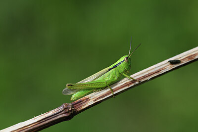 BUITEN BEELD Foto: 424427