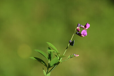 BUITEN BEELD Foto: 425174