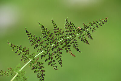 BUITEN BEELD Foto: 425559