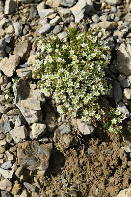 BUITEN BEELD Foto: 426533