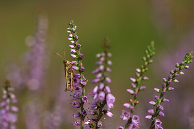 BUITEN BEELD Foto: 427350