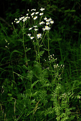 BUITEN BEELD Foto: 435173