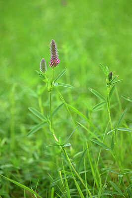 BUITEN BEELD Foto: 435507