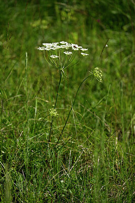 BUITEN BEELD Foto: 435596
