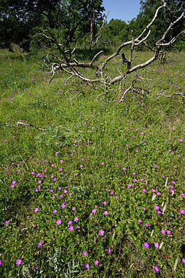 BUITEN BEELD Foto: 435684