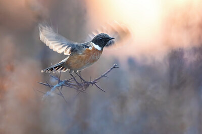 BUITEN BEELD Foto: 435994