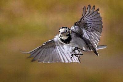 BUITEN BEELD Foto: 436433