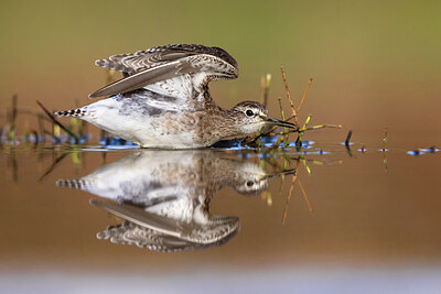 BUITEN BEELD Foto: 436438