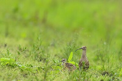 BUITEN BEELD Foto: 436534