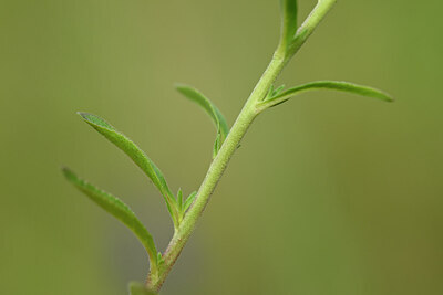 BUITEN BEELD Foto: 436665