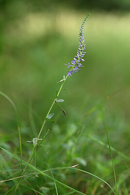 BUITEN BEELD Foto: 436667