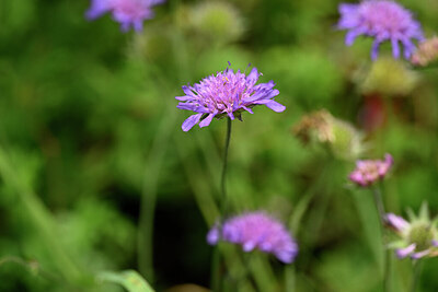 BUITEN BEELD Foto: 436670