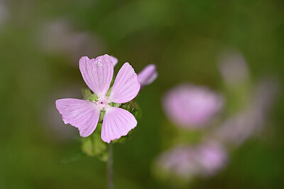 BUITEN BEELD Foto: 436712