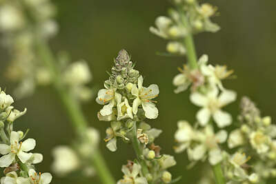 BUITEN BEELD Foto: 436760