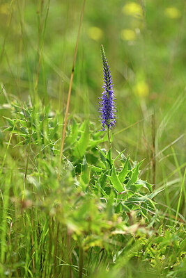 BUITEN BEELD Foto: 436797