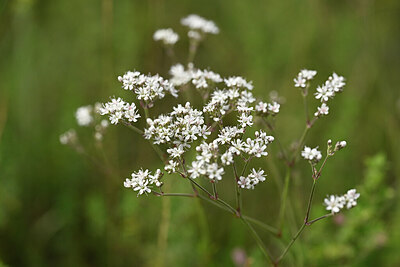 BUITEN BEELD Foto: 436827