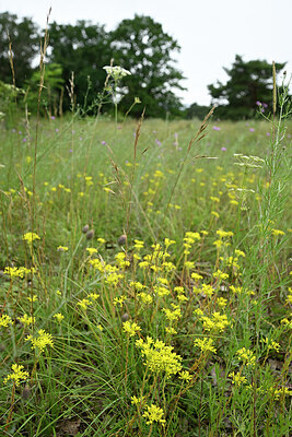 BUITEN BEELD Foto: 436838