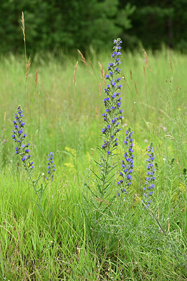 BUITEN BEELD Foto: 436877