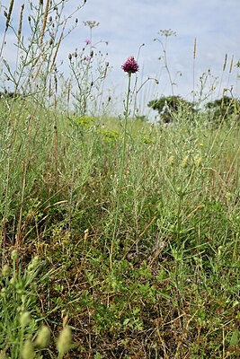 BUITEN BEELD Foto: 436896