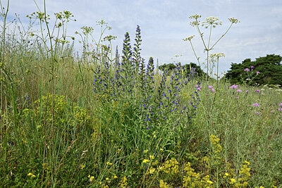 BUITEN BEELD Foto: 436950