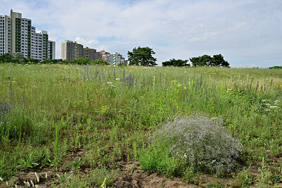 BUITEN BEELD Foto: 436964