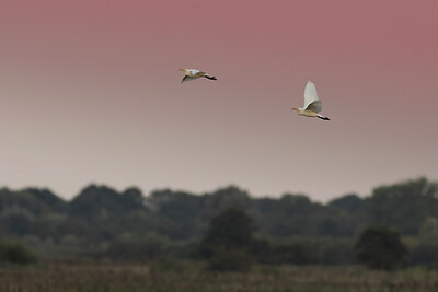 BUITEN BEELD Foto: 437170