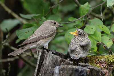 BUITEN BEELD Foto: 437205