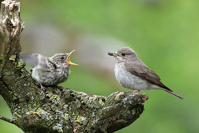 BUITEN BEELD Foto: 437207