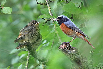 BUITEN BEELD Foto: 437216