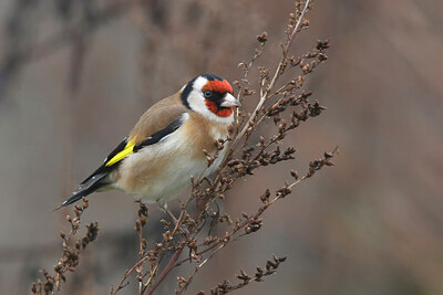 BUITEN BEELD Foto: 437245