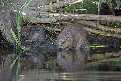 BUITEN BEELD Foto: 437568