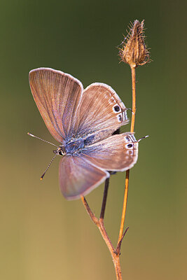 BUITEN BEELD Foto: 437636