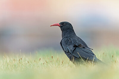 BUITEN BEELD Foto: 437644