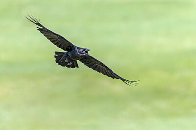 BUITEN BEELD Foto: 437654