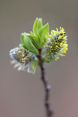 BUITEN BEELD Foto: 437692