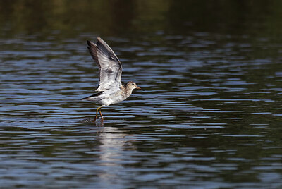 BUITEN BEELD Foto: 437751