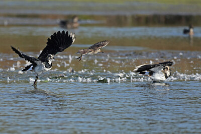 BUITEN BEELD Foto: 437752