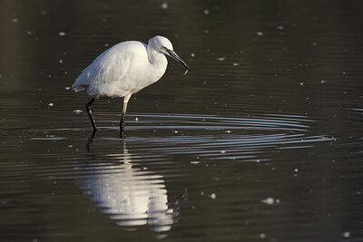 BUITEN BEELD Foto: 437757