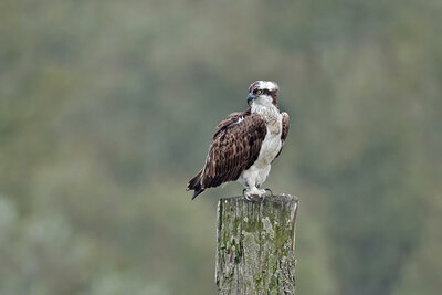 BUITEN BEELD Foto: 437783