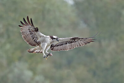 BUITEN BEELD Foto: 437784