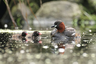 BUITEN BEELD Foto: 437821