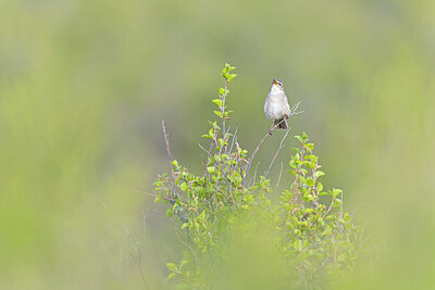 BUITEN BEELD Foto: 437849