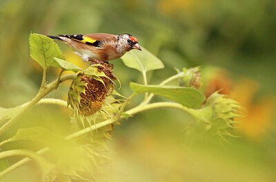 BUITEN BEELD Foto: 437915