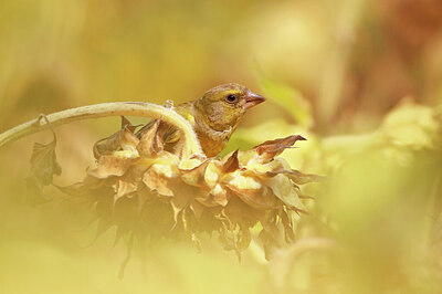 BUITEN BEELD Foto: 437923