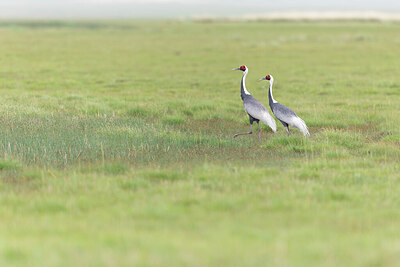 BUITEN BEELD Foto: 437931