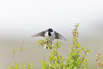 BUITEN BEELD Foto: 437963