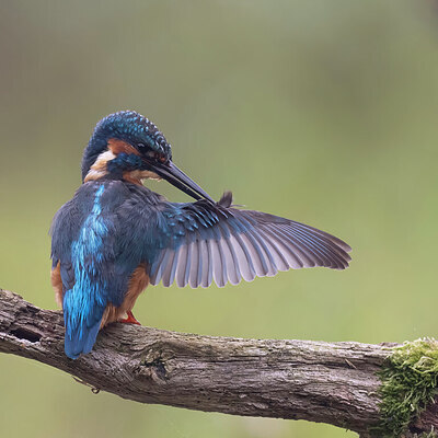 BUITEN BEELD Foto: 437978