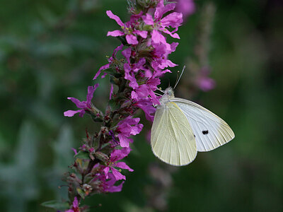 BUITEN BEELD Foto: 438017