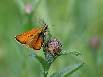 BUITEN BEELD Foto: 438099