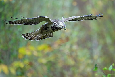 BUITEN BEELD Foto: 438163